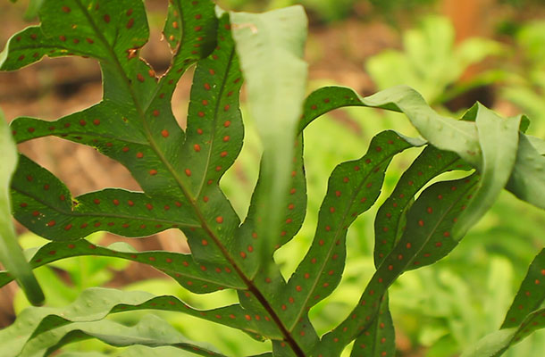 Fernblock, an extract of the polypodium leucotomos fern, main ingredient of Heliocare sunscreen and capsules for New Zealand