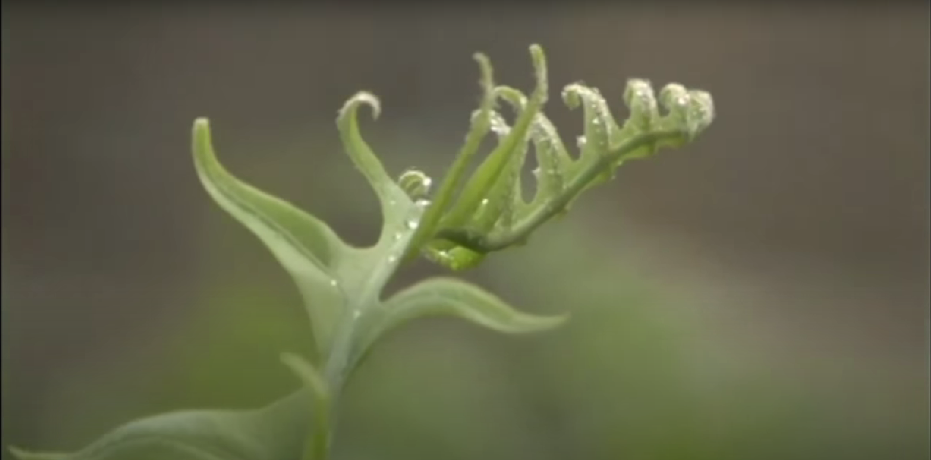 Fernblock, an extract of the polypodium leucotomos fern, main ingredient of Heliocare sunscreen and capsules for New Zealand